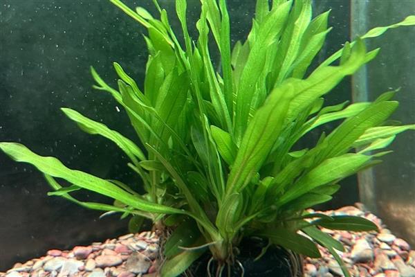 大卷浪草水草好养吗，生长期间需要充足的强光照