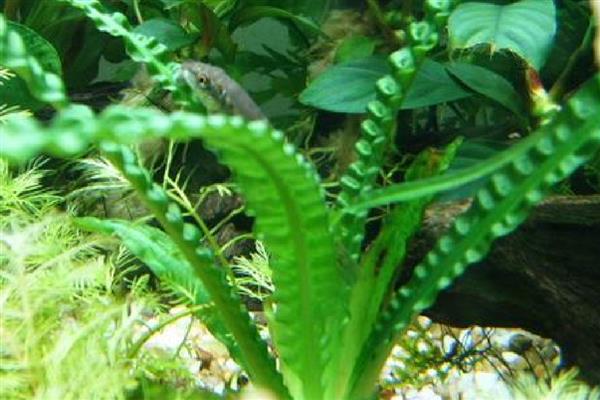 大卷浪草水草好养吗，生长期间需要充足的强光照