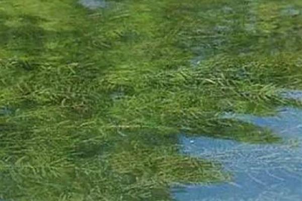 大卷浪草水草好养吗，生长期间需要充足的强光照