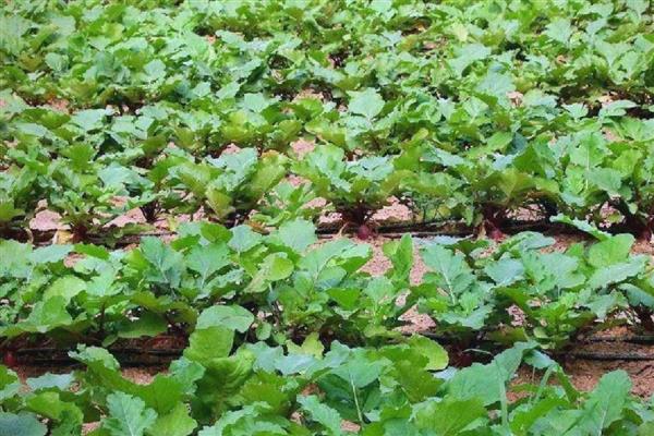 预防春萝卜抽薹的方法，覆盖薄膜有助于幼苗通过春化