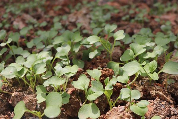 预防春萝卜抽薹的方法，覆盖薄膜有助于幼苗通过春化