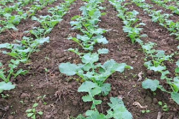 预防春萝卜抽薹的方法，覆盖薄膜有助于幼苗通过春化