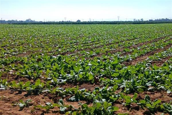 预防春萝卜抽薹的方法，覆盖薄膜有助于幼苗通过春化
