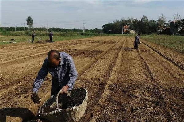 预防春萝卜抽薹的方法，覆盖薄膜有助于幼苗通过春化