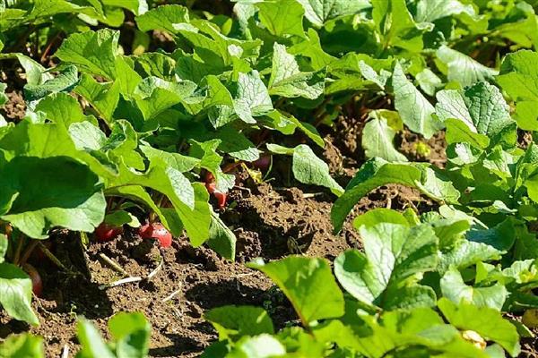 预防春萝卜抽薹的方法，覆盖薄膜有助于幼苗通过春化