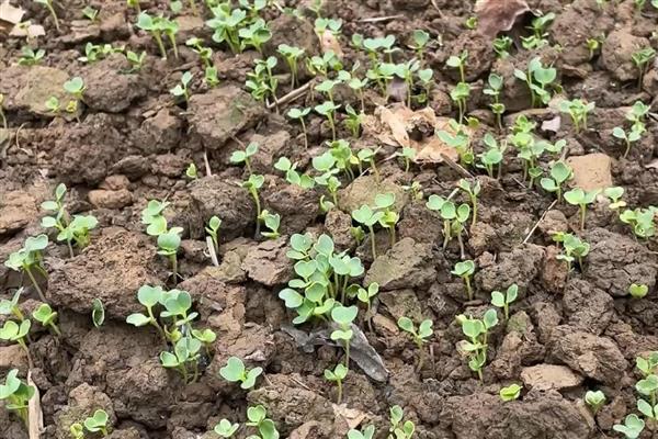 预防春萝卜抽薹的方法，覆盖薄膜有助于幼苗通过春化