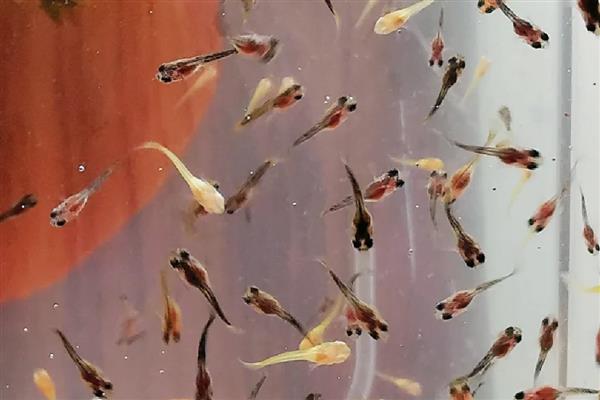 孔雀鱼苗为何会陆续死亡,一般是水质差、交叉感染、缺乏营养所致