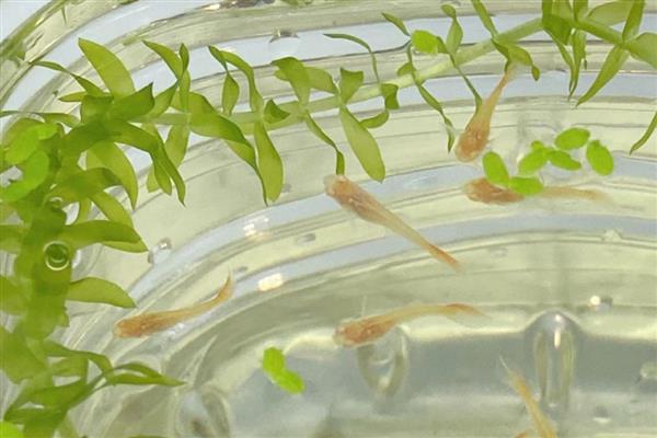 孔雀鱼苗为何会陆续死亡,一般是水质差、交叉感染、缺乏营养所致