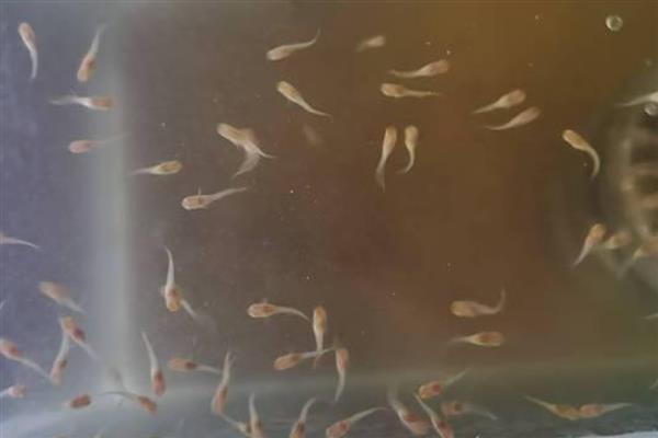 孔雀鱼苗为何会陆续死亡,一般是水质差、交叉感染、缺乏营养所致