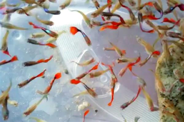 孔雀鱼苗为何会陆续死亡,一般是水质差、交叉感染、缺乏营养所致