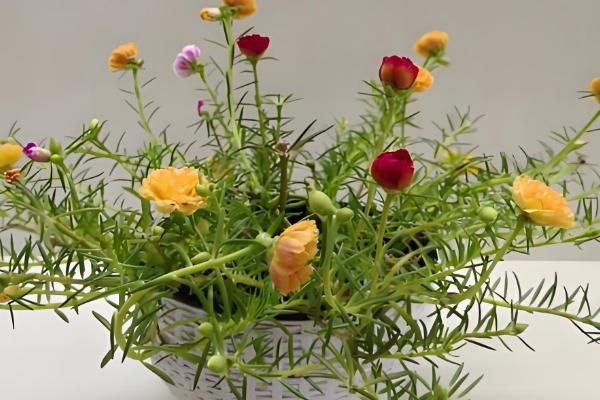 太阳花盆栽养殖方法，开花前半个月要追施磷肥和钾肥