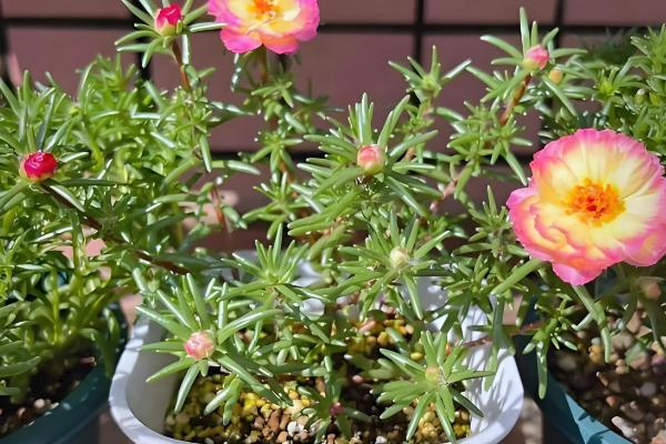 太阳花盆栽养殖方法，开花前半个月要追施磷肥和钾肥