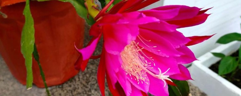 令箭荷花如何修剪，开花最好进行适当的修剪