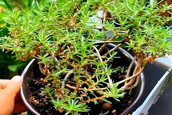 太阳花盆栽养殖方法，开花前半个月要追施磷肥和钾肥