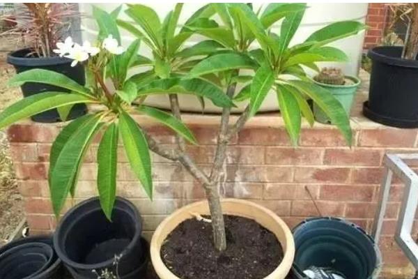 鸡蛋花多久会服盆,需根据生长环境决定