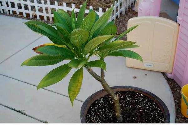 鸡蛋花多久会服盆,需根据生长环境决定