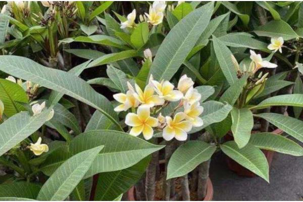 鸡蛋花多久会服盆,需根据生长环境决定