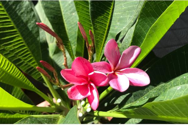 鸡蛋花多久会服盆,需根据生长环境决定