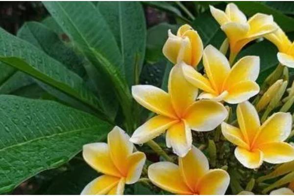 鸡蛋花多久会服盆,需根据生长环境决定