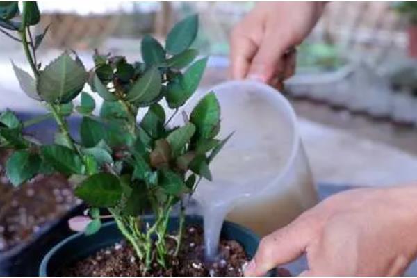 月季花耐寒零下几度，能耐零下15度的低温