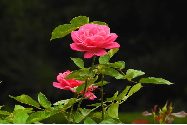 月季花耐寒零下几度，能耐零下15度的低温