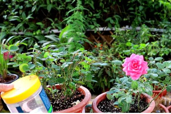 月季花耐寒零下几度，能耐零下15度的低温