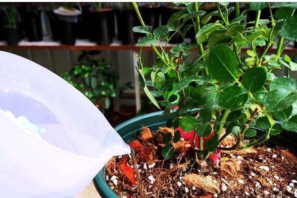 月季花耐寒零下几度，能耐零下15度的低温