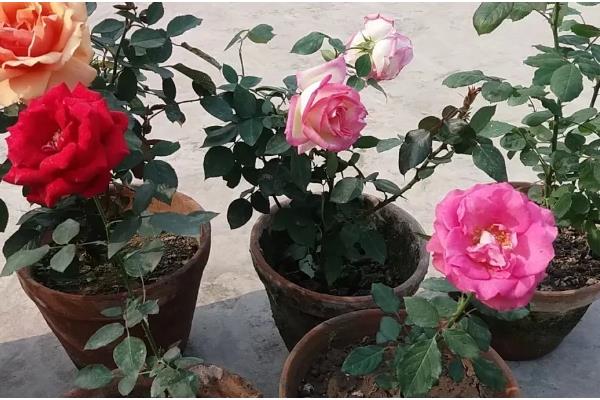 月季花耐寒零下几度，能耐零下15度的低温