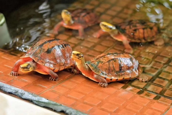 金钱龟不放水里养可以吗，是可以不放水养的