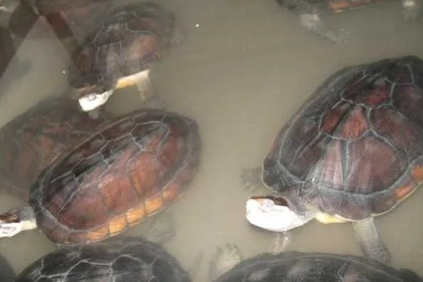 金钱龟不放水里养可以吗，是可以不放水养的