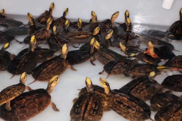 金钱龟不放水里养可以吗，是可以不放水养的