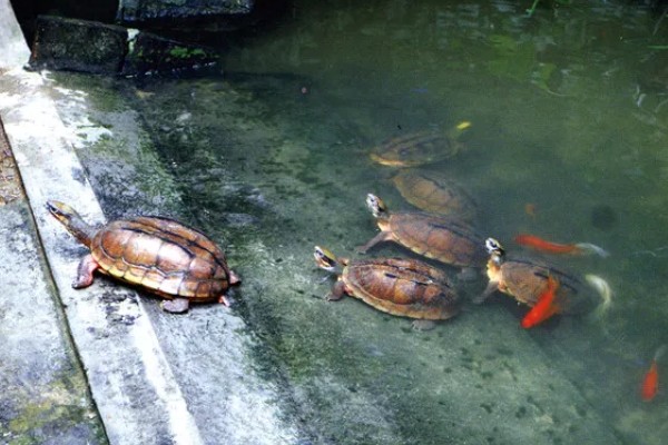 金钱龟不放水里养可以吗，是可以不放水养的