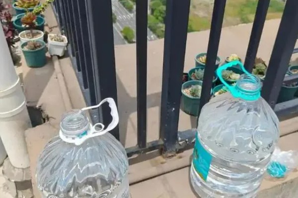 金钱龟不放水里养可以吗，是可以不放水养的