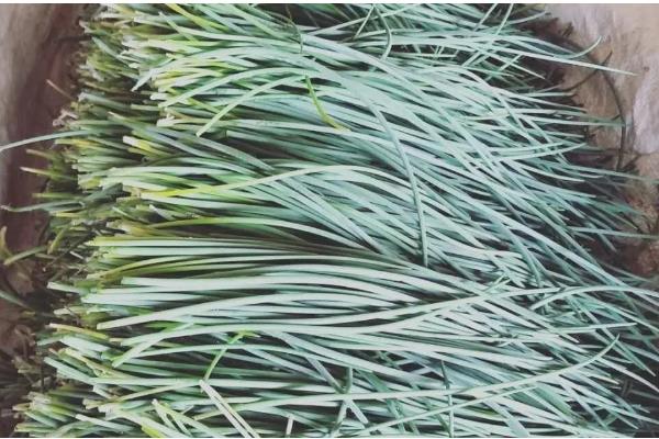 沙葱能不能用冰箱保存，用冰箱冷冻可保存15天以上