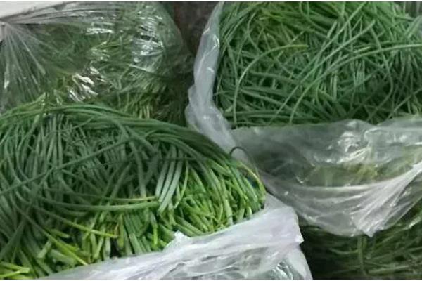 沙葱能不能用冰箱保存，用冰箱冷冻可保存15天以上