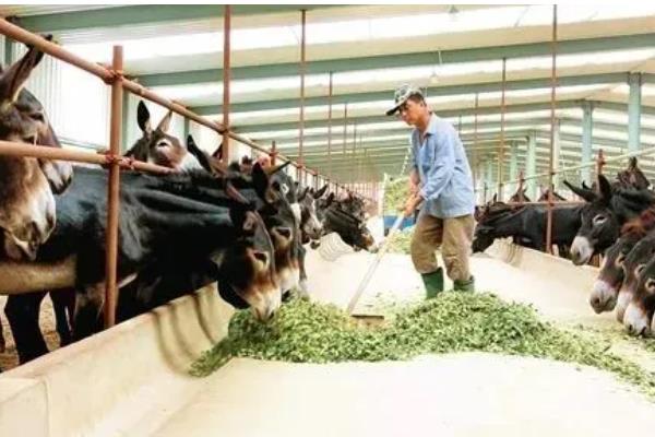 驴是如何培种的,要选择优质的公驴和母驴