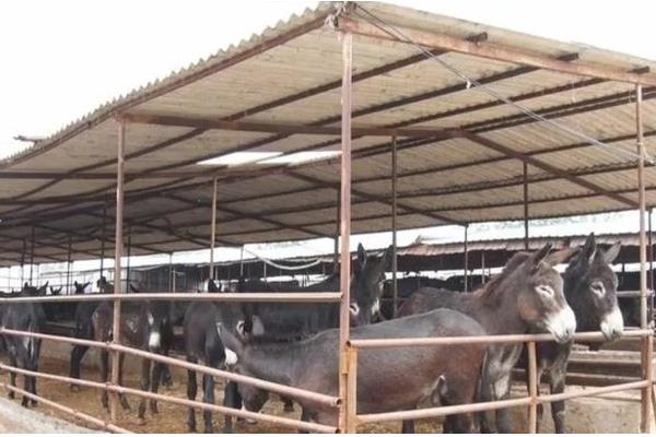 驴是如何培种的,要选择优质的公驴和母驴