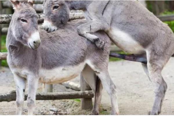 驴是如何培种的,要选择优质的公驴和母驴