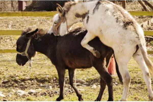 驴是如何培种的,要选择优质的公驴和母驴