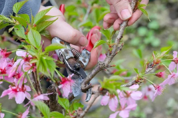 怎么剪樱花，花期结束后及时将残花剪掉