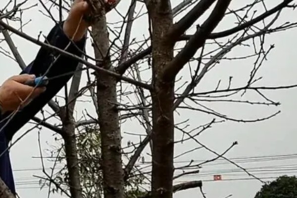怎么剪樱花，花期结束后及时将残花剪掉