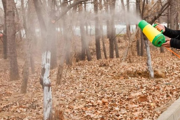 怎么剪樱花，花期结束后及时将残花剪掉