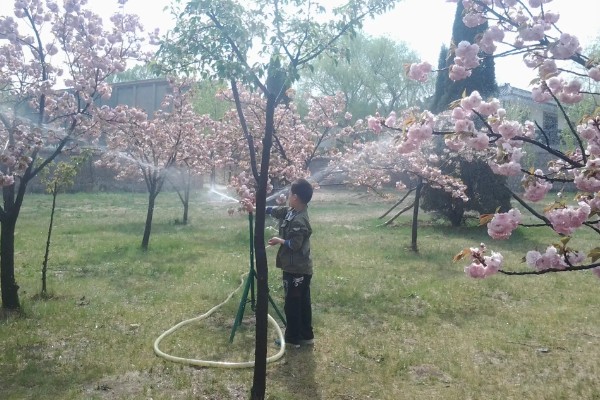 怎么剪樱花，花期结束后及时将残花剪掉