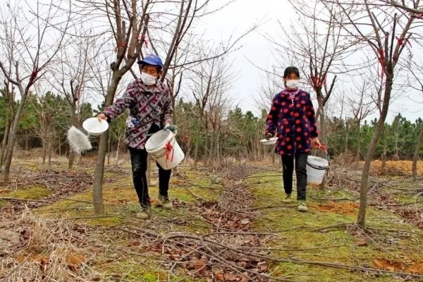 怎么剪樱花，花期结束后及时将残花剪掉
