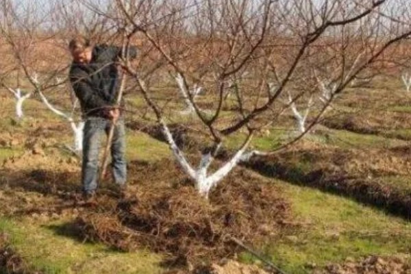 怎么剪樱花，花期结束后及时将残花剪掉