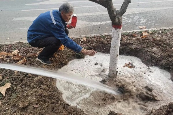 怎么剪樱花，花期结束后及时将残花剪掉