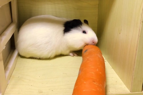 荷兰猪一直吃会不会撑死,不会出现被撑死的情况