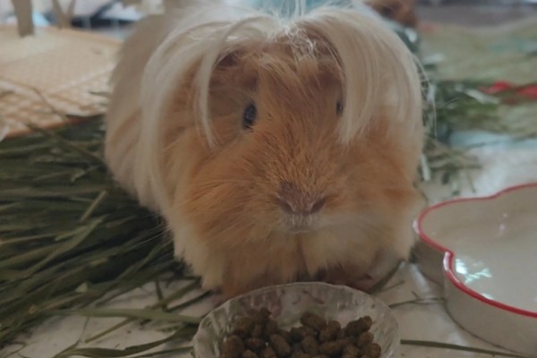 荷兰猪一直吃会不会撑死,不会出现被撑死的情况