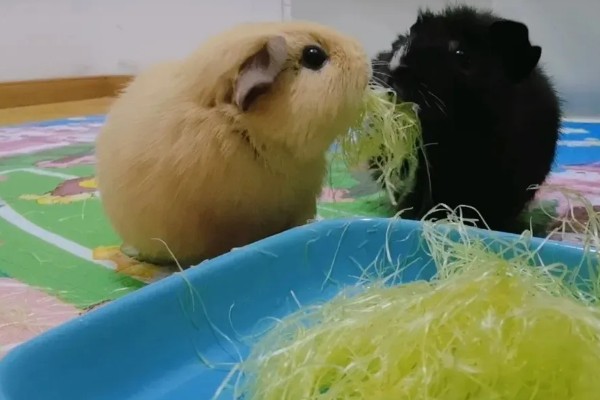 荷兰猪一直吃会不会撑死,不会出现被撑死的情况