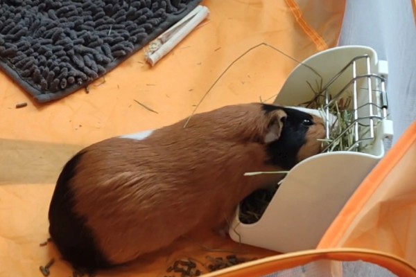 荷兰猪一直吃会不会撑死,不会出现被撑死的情况